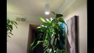 Growing Fruit Trees Indoors With LED Lights