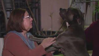 Burbank family's dog faces euthanasia order