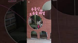 오형제중 내가 제일 예뻐하는 레오와 하늘이...건강하게 행복하게 오래오래 같이살자~~ #고양이 #산골 #귀촌 #cat #반려동물 #아기고양이