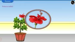 To study the parts of a flower and their role in sexual reproduction | Class 10 Biology Practical