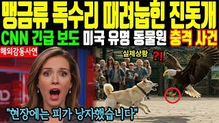 [해외감동사연] 독수리 때려눕힌 진돗개 - CNN 긴급 보도 미국 유명 동물원 충격 사건