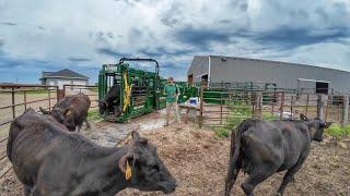 Professional Cattle Handling