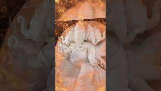 Coming soon in Ganapati Bappa #vairalshorts #trending #video #vairalvideo @manishsonkarvlogs93
