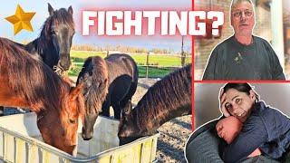 If my horse does it, I do it too! What is this handyman doing? No more fighting? | Friesian Horses