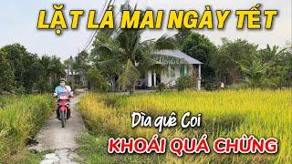 Đường Quê Cuối Năm | Đi Coi Lặt Lá Mai Ngày Gần Tết | Nét Đẹp Xưa Giờ Của Người Dân Nam Bộ