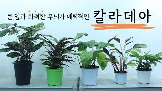 큰잎과 화려한 무늬가 매력적인,  칼라데아 / 칼라데아 입문자/ 칼라데아 매력 / 잎관상 식물 (프레디, 아마그리스, 무사이카 네트워크, 루피바르바, 마코야나)