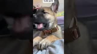 Best vacuum for pet hair 2022 Neabot pet grooming kits