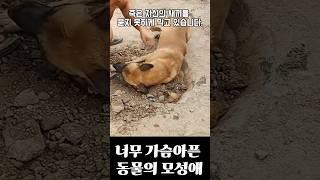 [동물영상]이 영상은 꼭 봐야 해!!엄마 강아지의 슬픈 눈물 #animalsshorts #강아지 #반려견