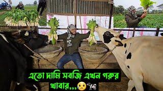 এতো দামি সবজি এখন গরুর খাবার,,,