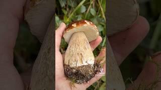 #pilzesammeln #fungi #steinpilze #schwammerl #pilze #oktober #herbst #porcini #mushroom #wald #natur