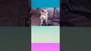 Little kitty voice #catmao#kitten#catvoice#catvideo#funnykittens#lovelykittens