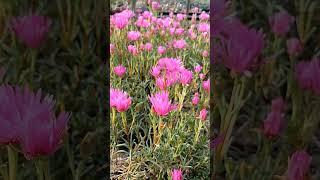 #S335송엽국꽃#송엽국#다육식물송엽국#송엽국꽃#다육식물송엽국꽃#다육식물꽃#다육꽃#다육이#꽃#천국보다아름다운#천국보다아름다운ost#jtbc#임영웅#임영웅노래#임영웅노래모음#손석구