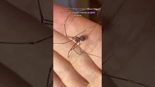 Minha ARANHA teve milhares de filhotinhos! #shorts
