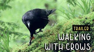 Walking With Crows - Trailer  Forest Walk