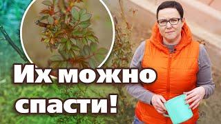 3 ПОДКОРМКИ, КОТОРЫЕ СПАСУТ РАСТЕНИЯ ПОСЛЕ НЕУДАЧНОЙ ЗИМОВКИ