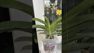 Как посадить Ванду.    Посадка Ванды #orchids #vandaorchid