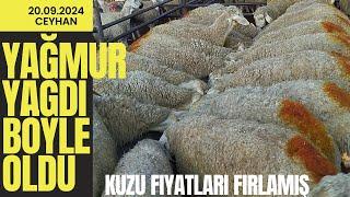 20 Eylül 2024 ceyhan küçükbaş hayvan pazarı#hayvanpazari #koyun #adak #animals #kuzu