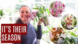 Advantages and disadvantages of growing Oncidium Intergenerics indoors