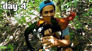 DAY 4: HUNTING AND TRAPPING WILD CHICKEN/musang at labuyong manok dumaan sa silo namin