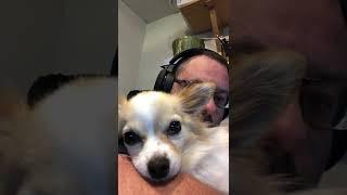 Ginger puppies internet debut