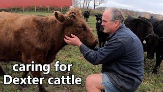 raising Dexter cattle for beef: everything you ever wanted to know