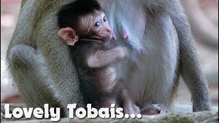 Wow!!! Newborn Baby Monkey Tobais Look So Strong and Adorable  - Monkey Buzz 800