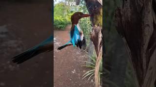 This kingfisher bird will blow your mind #shorts