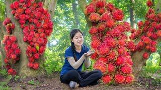 How To Harvest Rooted Rambutan Goes to Market Sell  | Ella Daily Life