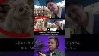 Что может Pika? Давайте посмотрим.