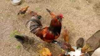 Ameraucana Chickens