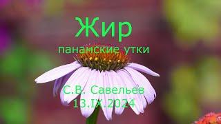 С.В. Савельев - Жир. Панамские утки