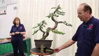 Bonsai demo by Glenis & Lindsay Bebb