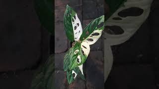 Monstera Adansonii Variegated (Japan Lab)