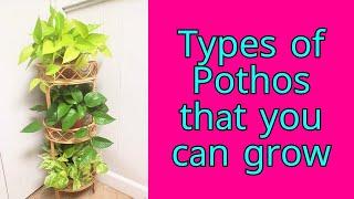 Types of Pothos that you can grow