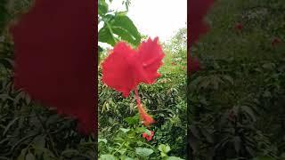 village vlog#nature #villagevlog #borhanvlog5