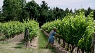 Exploring the Niagara Wineries in Ontario | Explore Canada