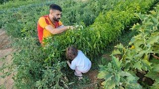 POLEN KEVSER TEYZESİNE BİBER DOMATES TOPLUYOR | İzmir’e Hazırlık | Yoldan Taşan Balkabaklarına Çuval