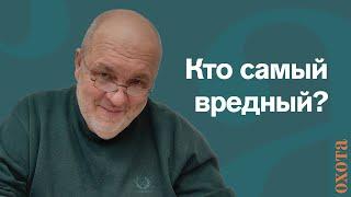 Самый вредный зверь. Валерий Кузенков о росомахе и медведе.