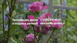 Можно ли делить кусты роз?