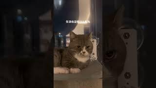 连我的蛋都搭进去了 胖猫猫 大肥喵 猫咪脑瓜 猫咪好像知道自己很好看 情绪好稳定的小猫