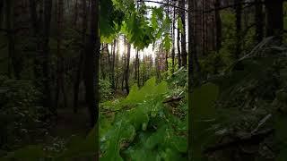 Звуки леса после летнего дождя.#природа#лес#nature#forest