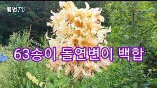  Hepburn's garden  매년 이 맘 때가 되면 그리운 63송이 돌연변이 백합!  올해도 또 소환해 봅니다. ^,^