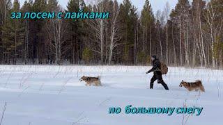 Таежный поход за лосем с лайками по большому снегу, стронули косуль и кабанов