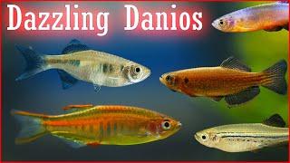 Dashing Danios: 8 Species For Your Aquarium