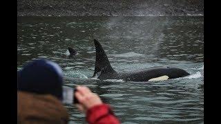 ORCAS in Eyjafjord 23.09.2017 - Elding Whale Watching Akureyri