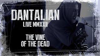 DANTALIAN - The Vine of the Dead  (Live MMXXII)