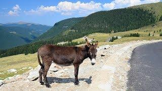 TRANSALPINA 2016 [OBARSIA LOTRULUI - RANCA]