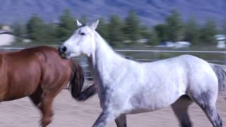 Legacy Ranch - Horses Helping Heroes Heal