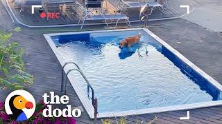 Golden Retriever Caught On Camera Sneaking Into Neighbor's Pool | The Dodo