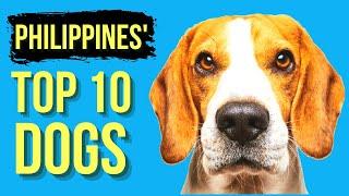 The Top 10 Dog Breeds in The Philippines: Which One Is The Best For You?